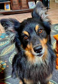 ARPH 14697 - Finn -  Australian Shepherd Dog for Adoption in North Richland Hills, Texas - ARPH 14697 - Finn | PetCurious