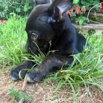 Mixed Breed Dogs Available for Adoption in Fredericksburg, Virginia - Mint Chip | PetCurious