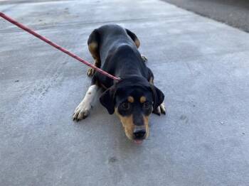 SKIP -  Rottweiler and Mixed Breed Dog for Adoption in Modesto, California - SKIP | PetCurious