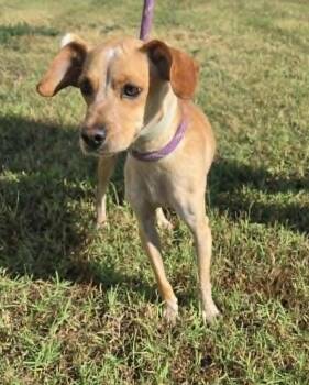 Prancer -  Terrier Dog for Adoption in Larned, Kansas - Prancer | PetCurious