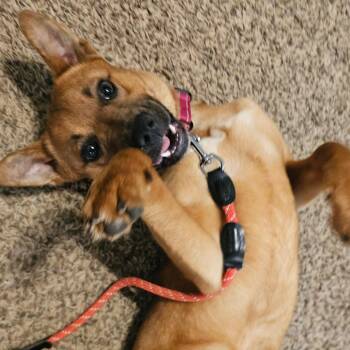 Shepherd and Mixed Breed Dogs Available for Adoption in Concord, North Carolina - Biscuit | PetCurious