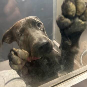 Bunny -  Pit Bull Terrier Dog for Adoption in Palm Springs, California - Bunny | PetCurious