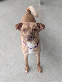 Rat Terrier and Mixed Breed Dogs Available for Adoption in Baton Rouge, Louisiana - Mr Brown | PetCurious