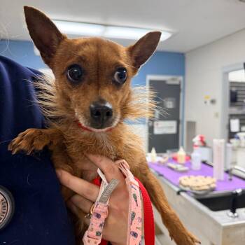 Raven -  Chihuahua Dog for Adoption in Indianapolis, Indiana - Raven | PetCurious
