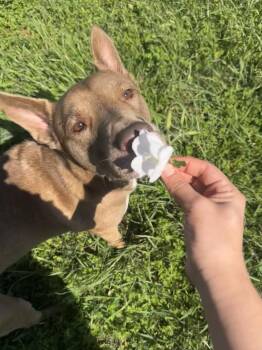 Shepherd and Pit Bull Terrier Dogs Available for Adoption in Friendswood, Texas - Layla The Dog Lovin Dollv | PetCurious