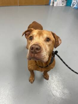 Rescue Terrier and Labrador Retriever Dogs for Adoption in Hartsville, South Carolina - Rocco | PetCurious