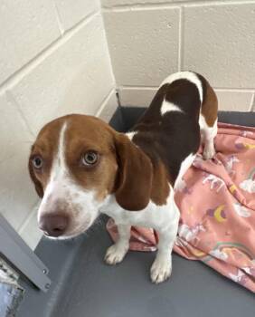 Beagle Dogs Available for Adoption in Hilton Head Island, South Carolina - Rosie | PetCurious