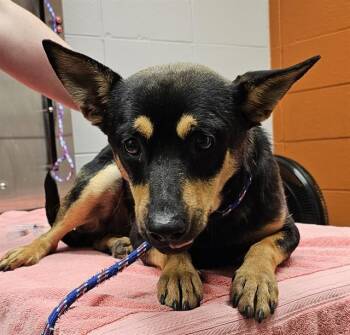 SNEAD -  German Shepherd Dog and Mixed Breed Dog for Adoption - SNEAD | PetCurious