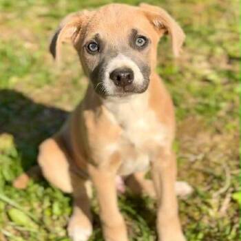 Mixed Breed Dogs Available for Adoption in Mentor, Ohio - Johnny Vegas | PetCurious