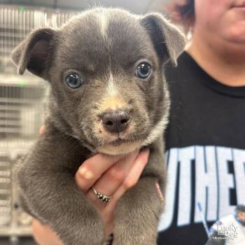 Lenny -  Shepherd and Terrier Dog for Adoption in Washington, District Of Columbia - Lenny | PetCurious