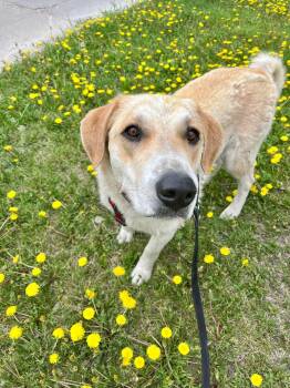 Labrador Retriever and Husky Dogs Available for Adoption in Winnipeg, Manitoba - Zara | PetCurious