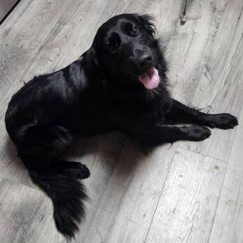 Arnie -  Flat Coated Retriever Dog for Adoption in Raleigh, North Carolina - Arnie | PetCurious