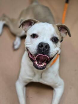 Boxer Dogs Available for Adoption in Kennewick, Washington - Mya | PetCurious