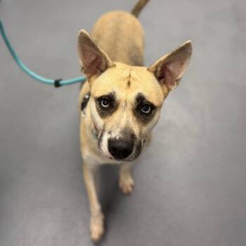 Shockley -  Mixed Breed Dog for Adoption in Sarasota, Florida - Shockley | PetCurious