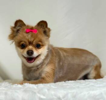 Ketchup -  Pomeranian Dog for Adoption in New Stanton, Pennsylvania - Ketchup | PetCurious
