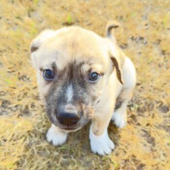 Munchkin -  Catahoula Leopard Dog and Mixed Breed Dog for Adoption in Wadena, Minnesota - Munchkin | PetCurious