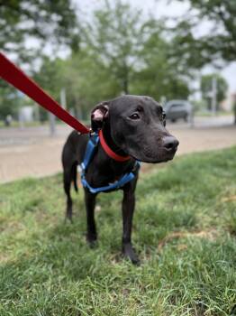 Pit Bull Terrier Dogs Available for Adoption in Fredericksburg, Virginia - Benny | PetCurious