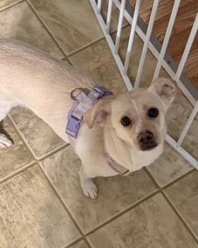 Fiona -  Chihuahua and Dachshund Dog for Adoption in Malvern, Pennsylvania - Fiona | PetCurious