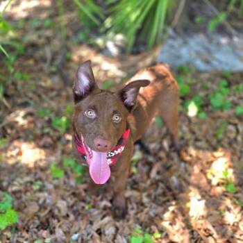 German Shepherd Dog and Chocolate Labrador Retriever Dogs Available for Adoption in Port Charlotte, Florida - Benny | PetCurious