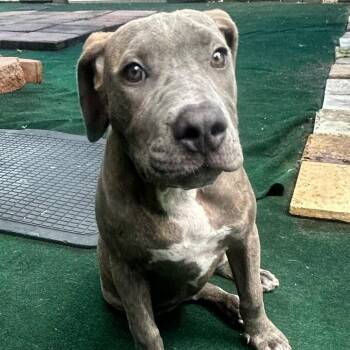 Quartz -  Pit Bull Terrier Dog for Adoption in Lake Worth Beach, Florida - Quartz | PetCurious