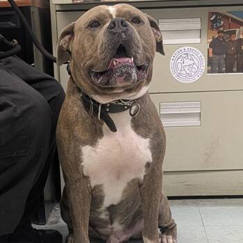 king kong -  Mixed Breed Dog for Adoption in Philadelphia, Pennsylvania - King Kong | PetCurious