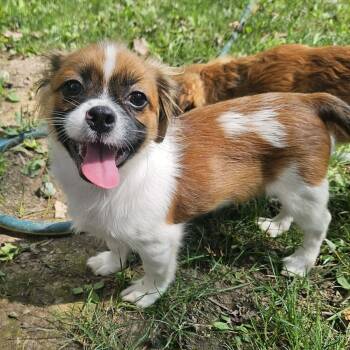Ed -  Shih Tzu and Miniature Poodle Dog for Adoption in Brockport, New York - Ed | PetCurious