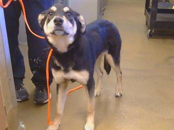 BELLA -  German Shepherd Dog and Mixed Breed Dog for Adoption in Sacramento, California - BELLA | PetCurious