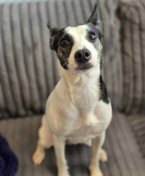 Cappy -  Jack Russell Terrier and Rat Terrier Dog for Adoption in Philadelphia, Pennsylvania - Cappy | PetCurious
