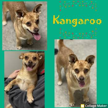 Rescue Chihuahua Dogs for Adoption in Clearfield, Pennsylvania - Kangaroo | PetCurious
