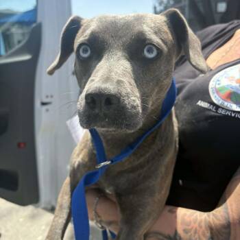 Weimaraner and Beagle Dogs Available for Adoption in Chino Hills, California - Roxy - Chino Hills Location | PetCurious