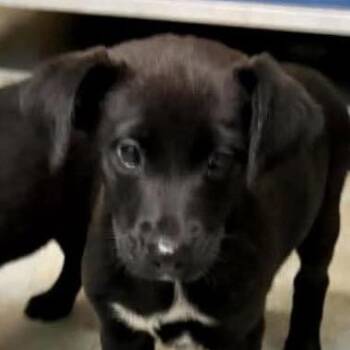 Jill -  Border Collie and Labrador Retriever Dog for Adoption in Richmond, Virginia - Jill | PetCurious