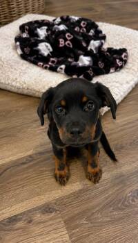 Scottie -  Rottweiler Dog for Adoption in Brewster, New York - Scottie | PetCurious