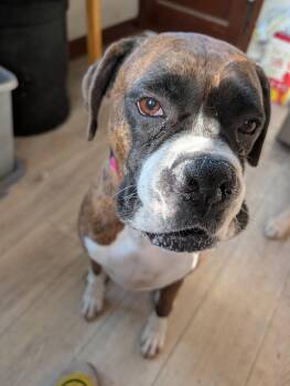 Boxer Dogs Available for Adoption in Brainerd, Minnesota - Ryleigh  | PetCurious
