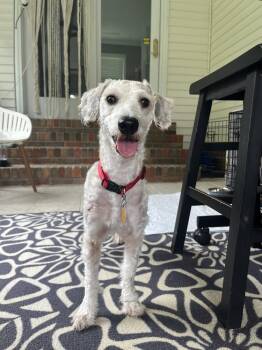 Opie -  Standard Poodle Dog for Adoption in Pulaski, Tennessee - Opie | PetCurious