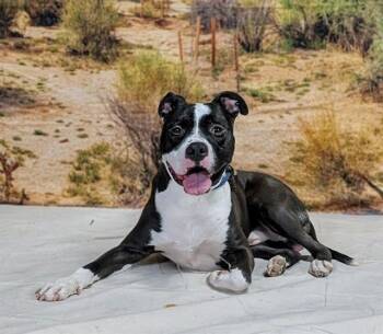 Pit Bull Terrier Dogs Available for Adoption in Thousand Palms, California - PANDA | PetCurious