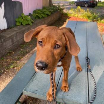 Takis -  Labrador Retriever and Mixed Breed Dog for Adoption in Madison, Wisconsin - Takis | PetCurious