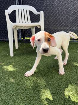 Chandler -  Hound Dog for Adoption - Chandler | PetCurious