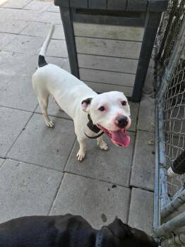 Rescue American Staffordshire Terrier and Mixed Breed Dogs for Adoption in Hortense, Georgia - Bentley | PetCurious