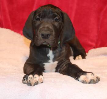 Fauna -  Great Dane Dog for Adoption in Mesa, Arizona - Fauna | PetCurious