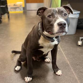 Galloway -  Pit Bull Terrier Dog for Adoption in Norman, Oklahoma - Galloway | PetCurious