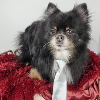 Gushin -  Pomeranian Dog for Adoption in Fort Wayne, Indiana - Gushin | PetCurious