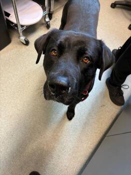 Zoro -  Labrador Retriever Dog for Adoption in Bloomington, Indiana - Zoro | PetCurious