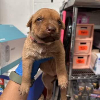 Jessica -  Shepherd Dog for Adoption in Edinburg, Texas - Jessica | PetCurious
