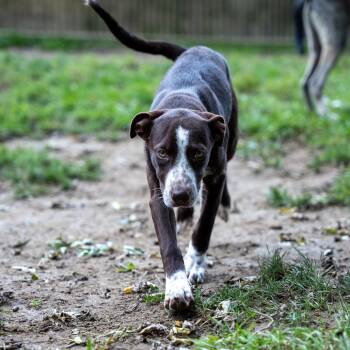 Jackie -  Chocolate Labrador Retriever and Spaniel Dog for Adoption in Pawling, New York - Jackie | PetCurious
