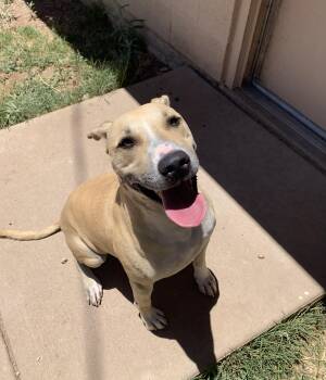Potato -  Labrador Retriever and Pit Bull Terrier Dog for Adoption in Bisbee, Arizona - Potato | PetCurious
