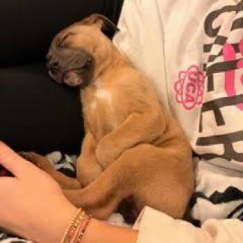 Retriever and Shepherd Dogs Available for Adoption - NY Zeke Avail Feb 14 (Tractor Supply Patterson) | PetCurious