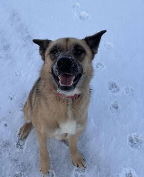 Shepherd and Husky Dogs Available for Adoption - Gaia | PetCurious