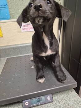 Mixed Breed Dogs Available for Adoption in Ellijay, Georgia - Pampa | PetCurious