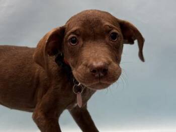 Mabel -  Labrador Retriever and Mixed Breed Dog for Adoption in Woodbury, Minnesota - Mabel | PetCurious