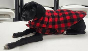 Rescue Labrador Retriever Dogs for Adoption in Little Rock, Arkansas - Ember | PetCurious